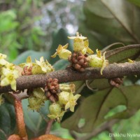 Elaeagnus latifolia L.